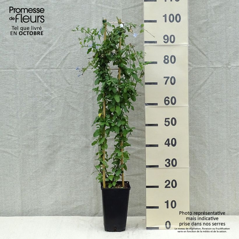 Exemplar von Plumbago auriculata Dark Blue - Kap-Bleiwurz Topf mit 2L/3L wie im Herbst geliefert