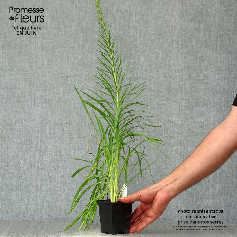 Exemplar von Ährige Prachtscharte Floristan Weiß - Liatris spicata Kleine Töpfe von 8/9 cm wie im Sommer geliefert