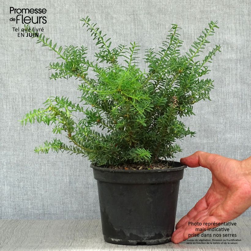 Exemplar von Podocarpus lawrencii Blue Gem - Steineibe Topf mit 2L/3L wie im Sommer geliefert
