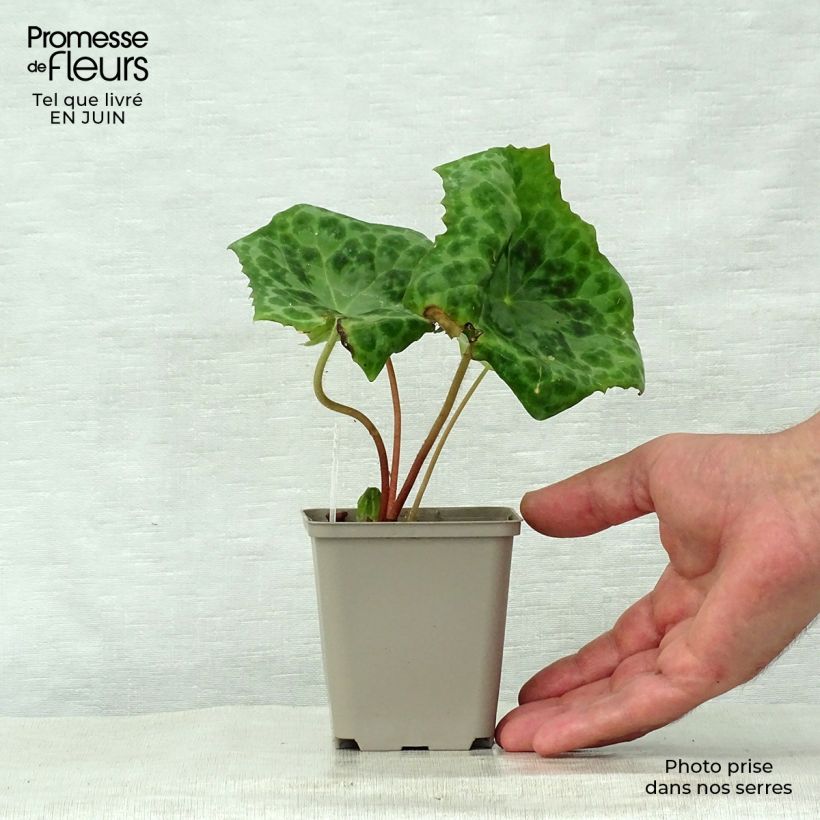 Exemplar von Podophyllum Spotty Dotty - Maiapfel Kleine Töpfe von 8/9 cm wie im Sommer geliefert