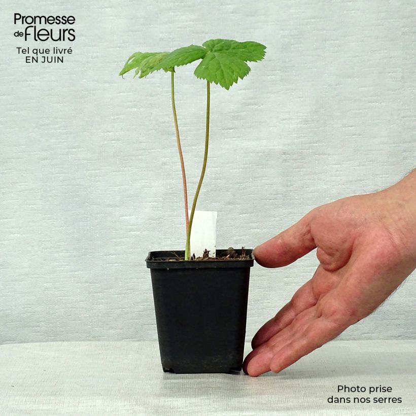 Exemplar von Podophyllum hexandrum - Himalaya-Maiapfel Kleine Töpfe von 8/9 cm wie im Sommer geliefert