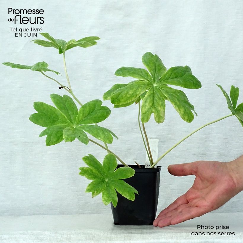Exemplar von Podophyllum peltatum - Maiapfel Kleine Töpfe von 8/9 cm wie im Sommer geliefert