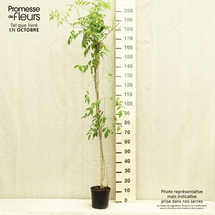 Exemplar von Podranea ricasoliana Comtesse Sarah - Trompetenwein Topf mit 2L/3L wie im Herbst geliefert