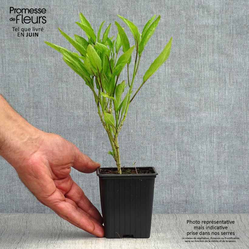 Exemplar von Pepino - Solanum muricatum Kleine Töpfe von 7/8 cm wie im Sommer geliefert