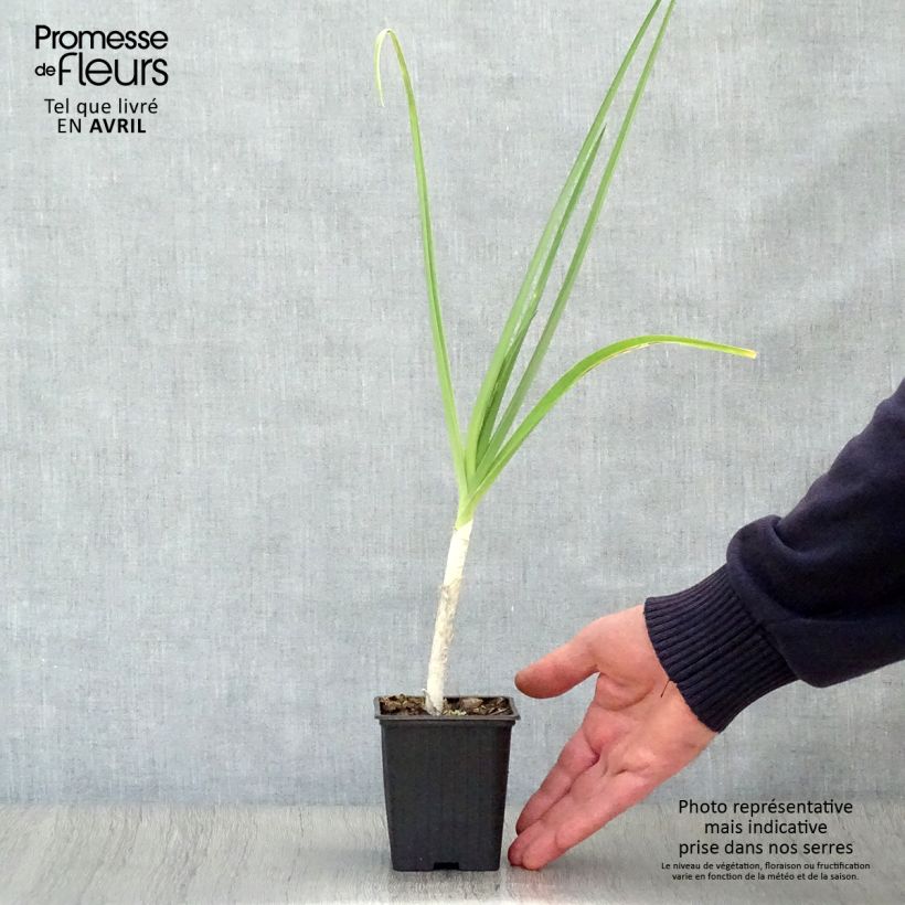 Exemplar von Ackerlauch Bio - Allium ampeloprasum Kleine Töpfe von 7/8 cm wie im Frühjahr geliefert