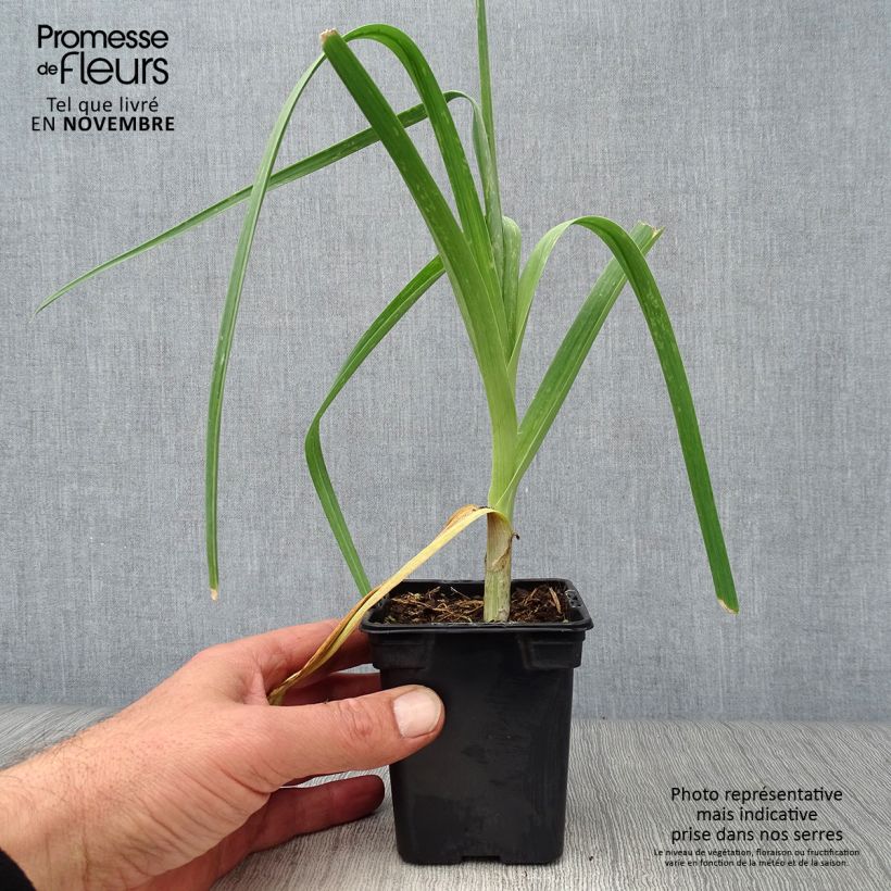 Exemplar von Ackerlauch Bio - Allium ampeloprasum Kleine Töpfe von 7/8 cm wie im Herbst geliefert