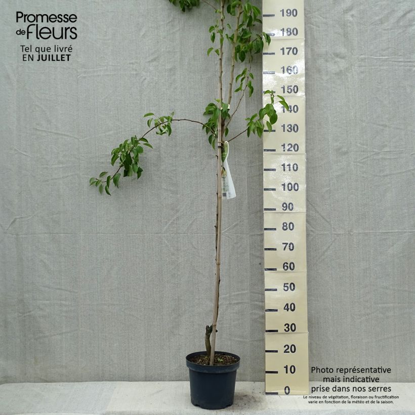 Exemplar von Birnbaum Clapp’s Favorite - Pyrus communis Topf mit 7,5L/10L, Halbstamm wie im Sommer geliefert