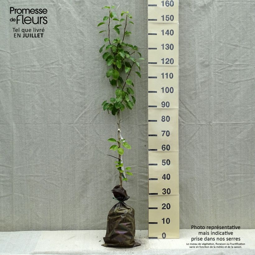 Exemplar von Birnbaum Comtesse de Paris - Pyrus communis Plug "Fertig-zum-Pflanzen", Heister wie im Sommer geliefert