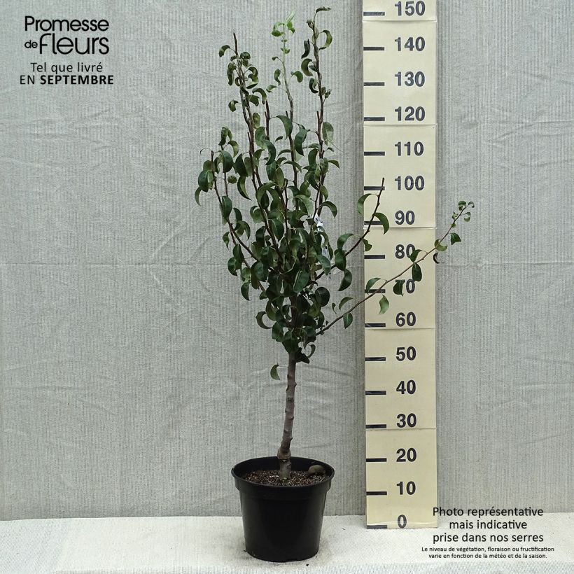 Exemplar von Birnbaum Comtesse de Paris - Pyrus communis Topf mit 7,5L/10L, Heister wie im Sommer geliefert