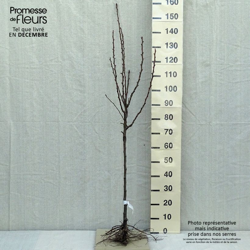 Exemplar von Birnbaum Conférence - Pyrus communis Wurzelnackt, Gobelet-Form wie im Winter geliefert