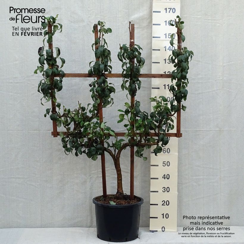 Exemplar von Birnbaum Conférence - Pyrus communis Topf mit 20L/25L, Spalierobst doppelte U-Form wie im Herbst geliefert