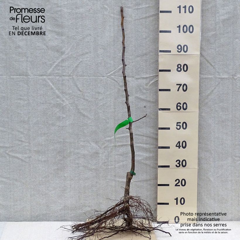 Exemplar von Birnbaum Curé, Poire de Curé Bio - Pyrus communis Wurzelnackt, Heister wie im Winter geliefert