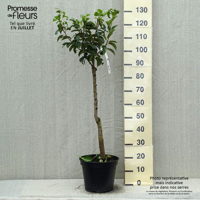 Exemplar von Birnbaum Jules Guyot - Pyrus communis Topf mit 7,5L/10L, Gobelet-Form wie im Sommer geliefert