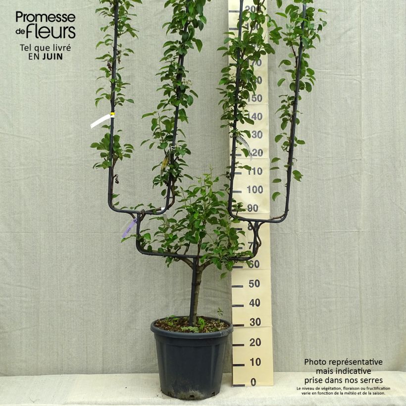 Exemplar von Birnbaum General Leclerc - Pyrus communis Topf mit 30L/35L, Spalierobst doppelte U-Form wie im Sommer geliefert