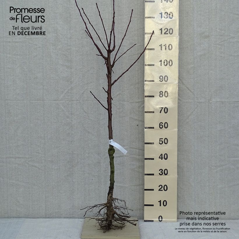 Exemplar von Birnbaum Saint Rémy - Pyrus communis Wurzelnackt, Gobelet-FormGelieferte Höhe ca. 140/160cm wie im Winter geliefert