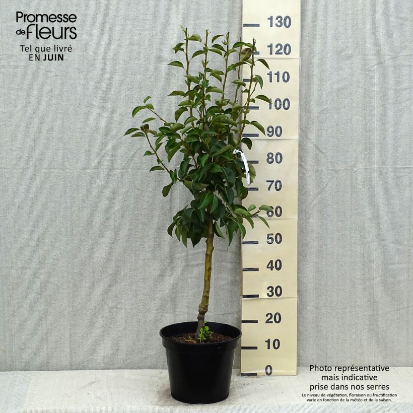 Exemplar von Birnbaum Williams - Pyrus communis Topf mit 7,5L/10L, Gobelet-Form wie im Sommer geliefert