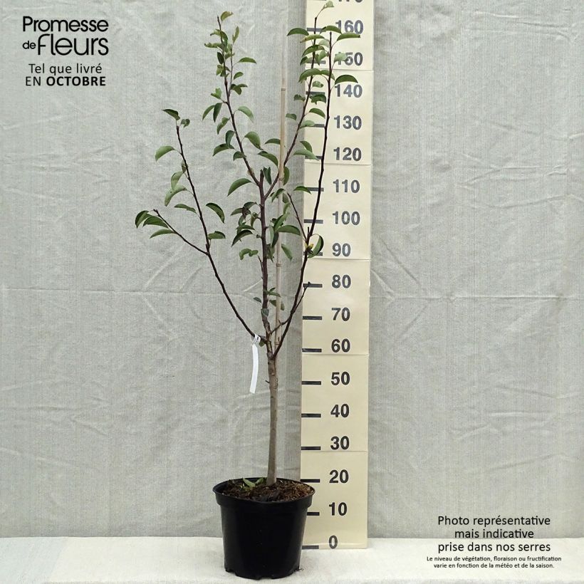 Exemplar von Birnbaum Rote Williams - Pyrus communis Topf mit 7,5L/10L, Gobelet-Form wie im Herbst geliefert