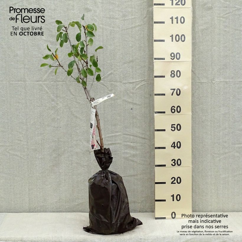 Exemplar von Zwergbirnbaum Delbard d'Automne Delsanne - Pyrus communis Plug "Fertig-zum-Pflanzen", 1/4 Stängel wie im Herbst geliefert