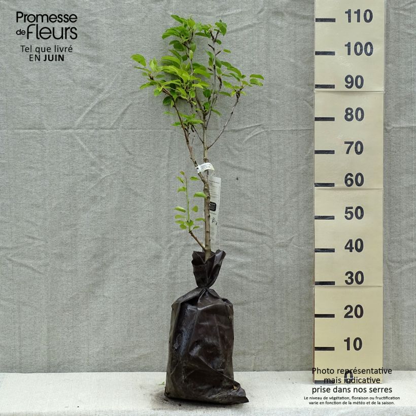 Exemplar von Zwergbirnbaum Delbard d'Automne Delsanne - Pyrus communis Plug "Fertig-zum-Pflanzen", 1/4 Stängel wie im Frühjahr geliefert