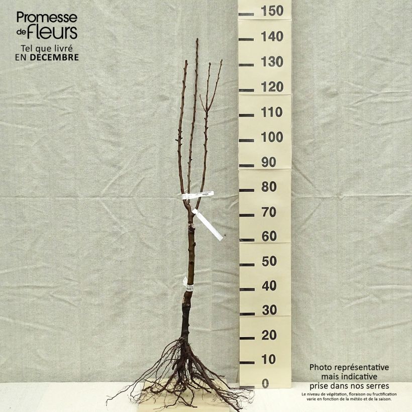 Exemplar von Zwergbirnbaum Delbard d'Automne Delsanne - Pyrus communis Wurzelnackt, 1/4 Stängel wie im Winter geliefert