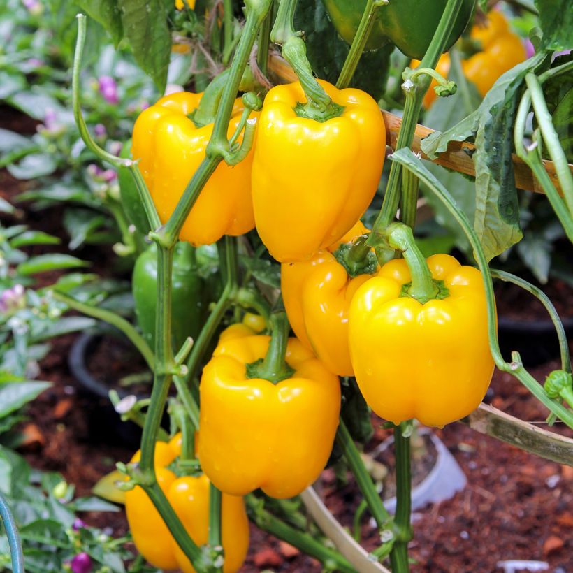 Paprika Cuneo Jaune Bio - Ferme de Sainte Marthe (Hafen)