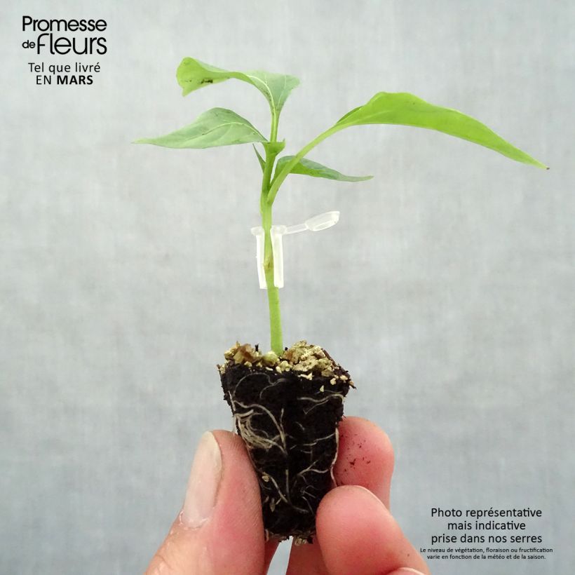 Exemplar von Paprika Lamuyo F1 (Veredelt) Mini-Plug Ø 3/4 cm wie im Frühjahr geliefert