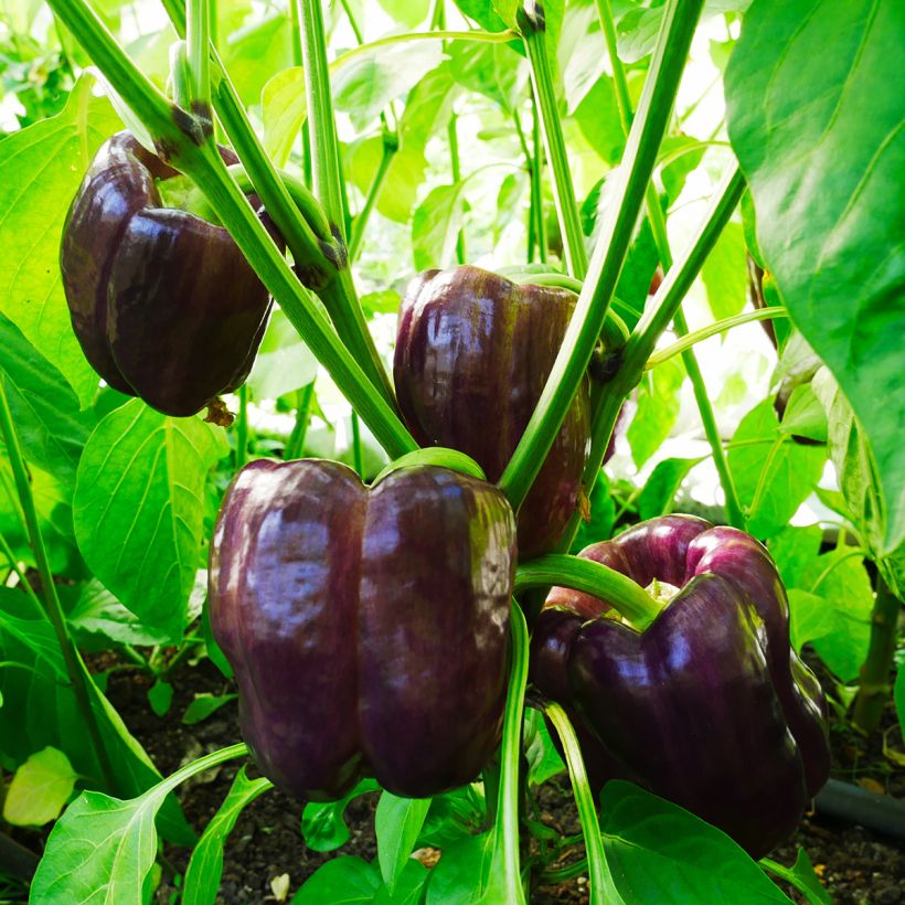 Paprika Purple Bell (Hafen)