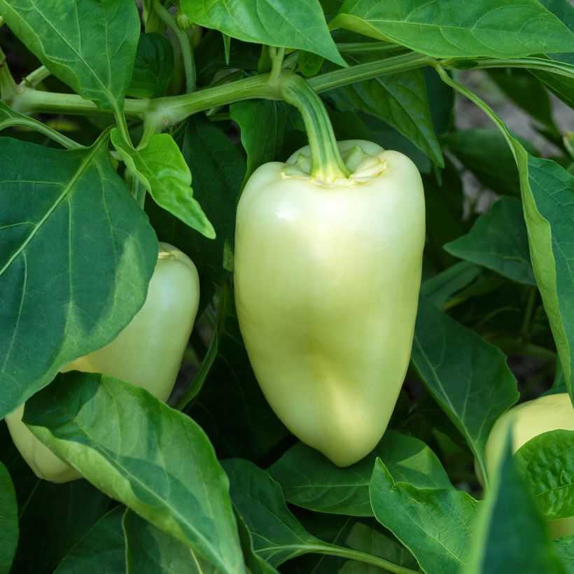 Paprika White Bell (Hafen)