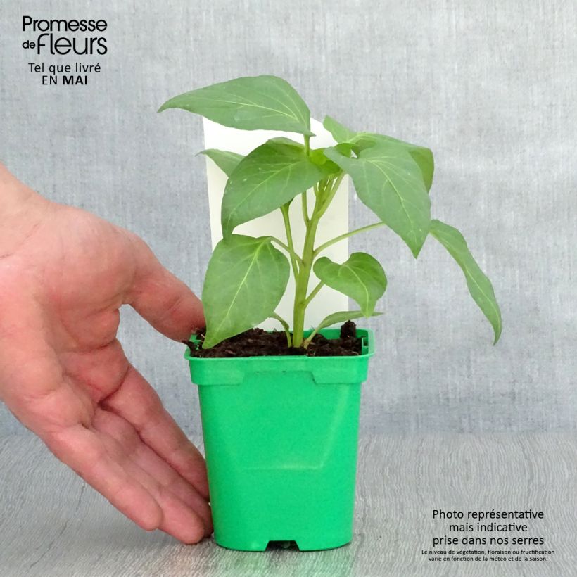 Exemplar von Paprika Bellkaro F1 Topf 10 cm/11cm wie im Frühjahr geliefert