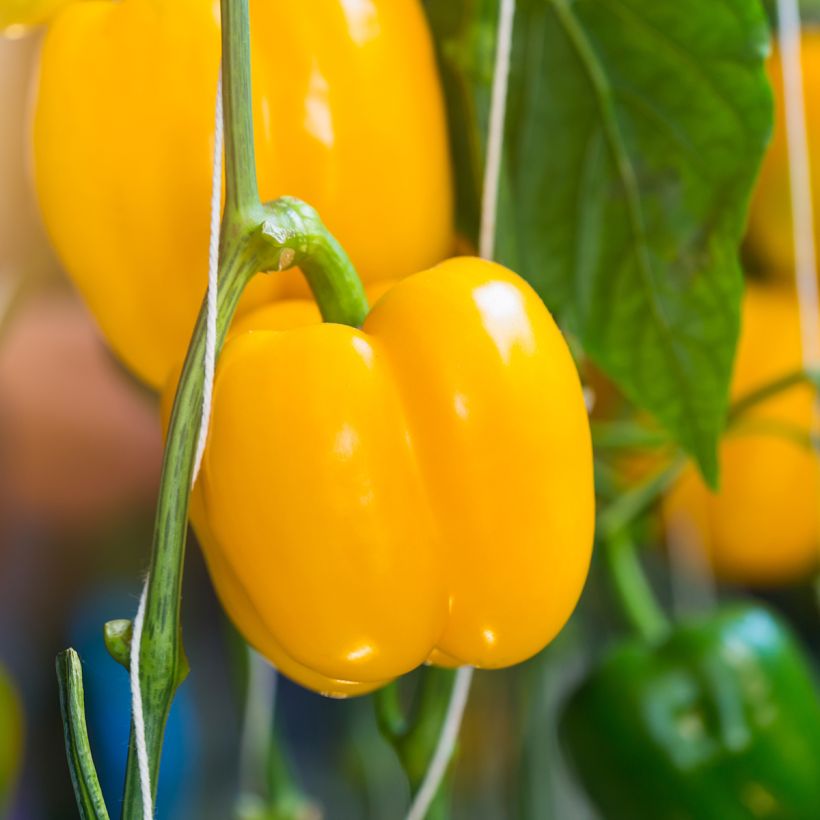 Paprika Carre d’Asti Jaune Bio - Ferme de Sainte Marthe (Ernte)