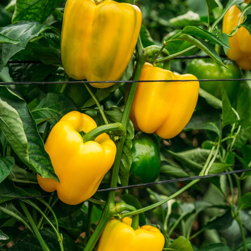 Paprika Carre d’Asti Jaune Bio - Ferme de Sainte Marthe (Hafen)