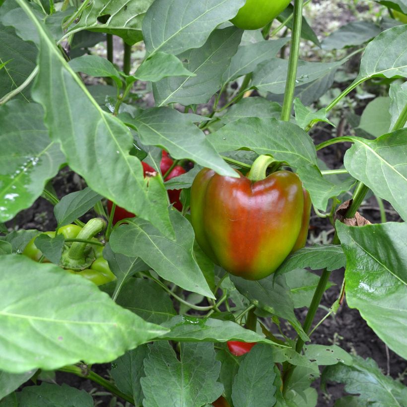 Paprika California Wonder BIO (Samen) (Ernte)