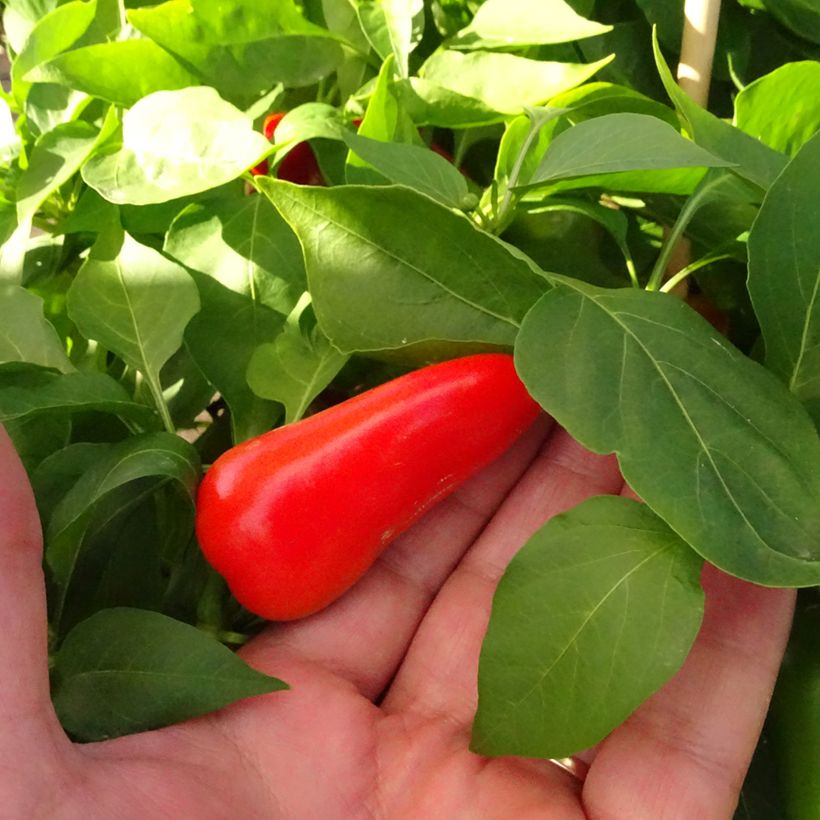Paprika Snackor F1 (Ernte)