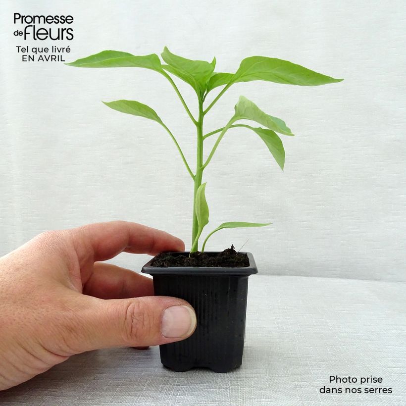 Exemplar von Paprika Lamuyo F1 (Pflanzen) Kleine Töpfe von 7/8 cm wie im Frühjahr geliefert