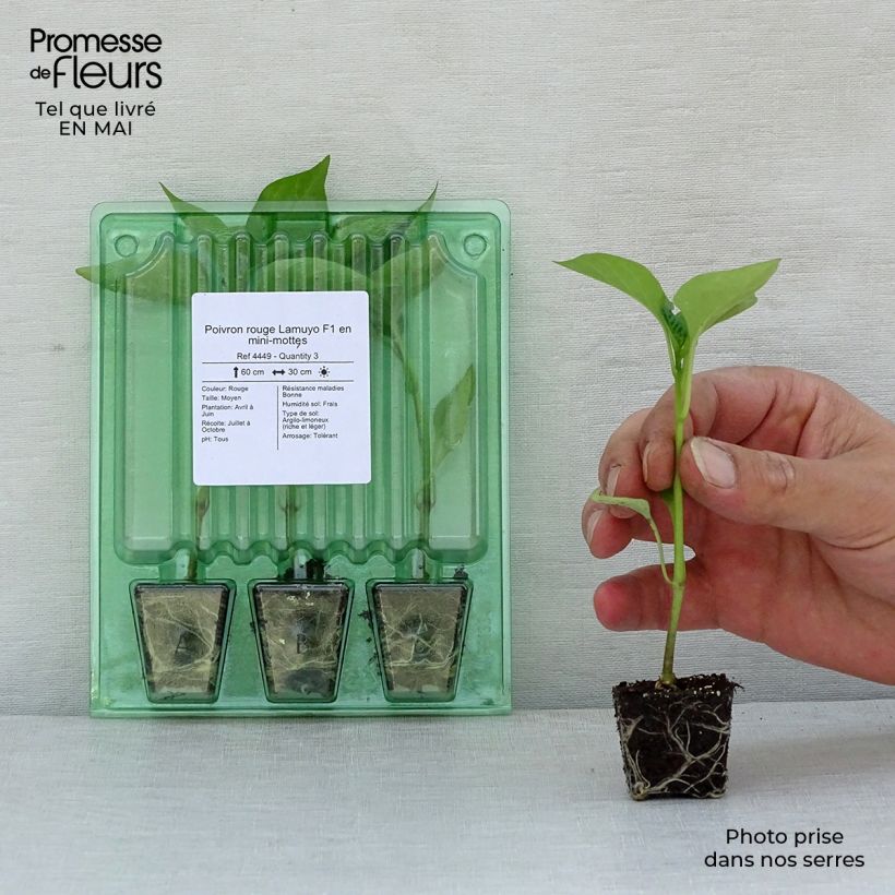 Exemplar von Paprika Lamuyo F1 (Pflanzen) Mini-Plug Ø 3/4 cm wie im Frühjahr geliefert
