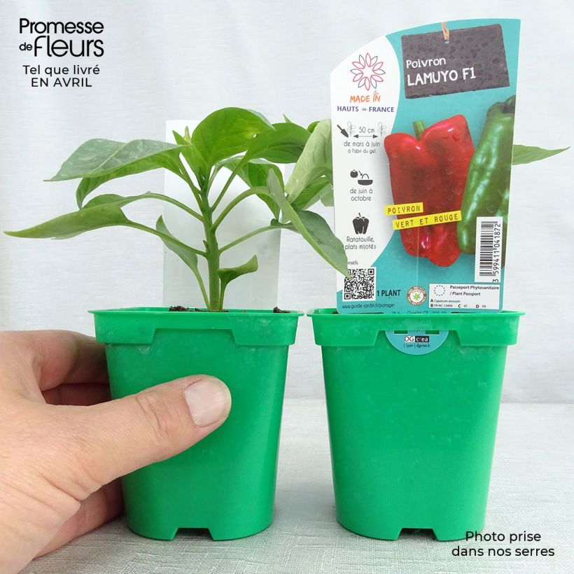 Exemplar von Paprika Lamuyo F1 (Pflanzen) Topf 10 cm/11cm wie im Frühjahr geliefert