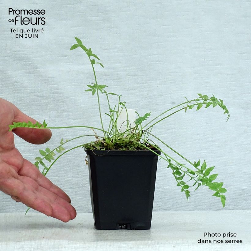 Exemplar von Polemonium yezoense Halfway to Paradise - Jakobsleiter Kleine Töpfe von 8/9 cm wie im Sommer geliefert
