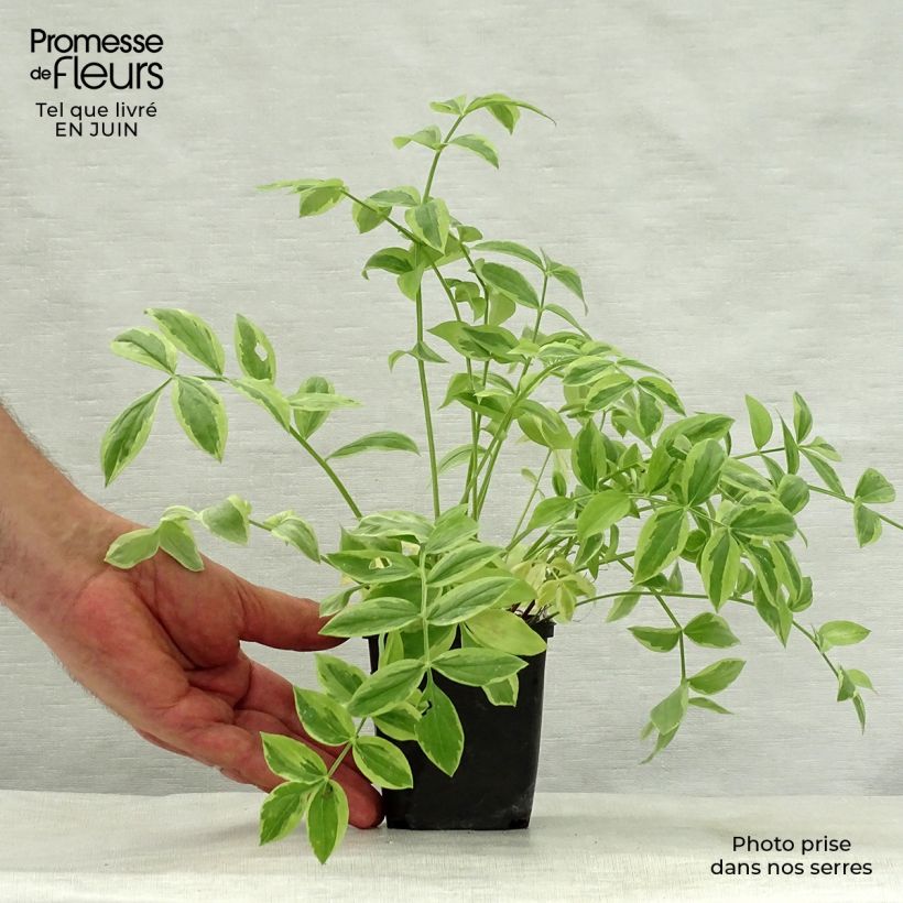 Exemplar von Polemonium reptans Stairway to Heaven - Jakobsleiter Kleine Töpfe von 8/9 cm wie im Sommer geliefert