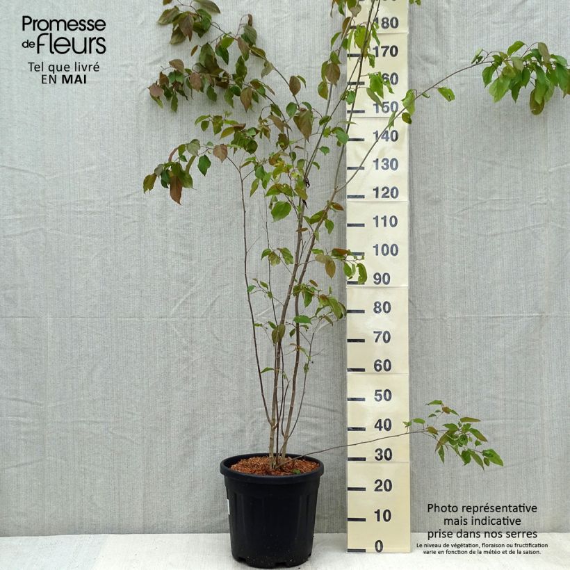 Exemplar von Poliothyrsis sinensis - Poliothyrsis Topf mit 20L/25LGelieferte Höhe ca. 120/140cm wie im Frühjahr geliefert