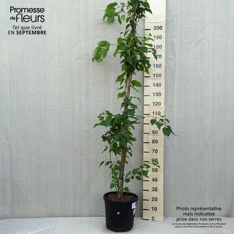 Exemplar von Poliothyrsis sinensis - Poliothyrsis Topf mit 20L/25L wie im Sommer geliefert