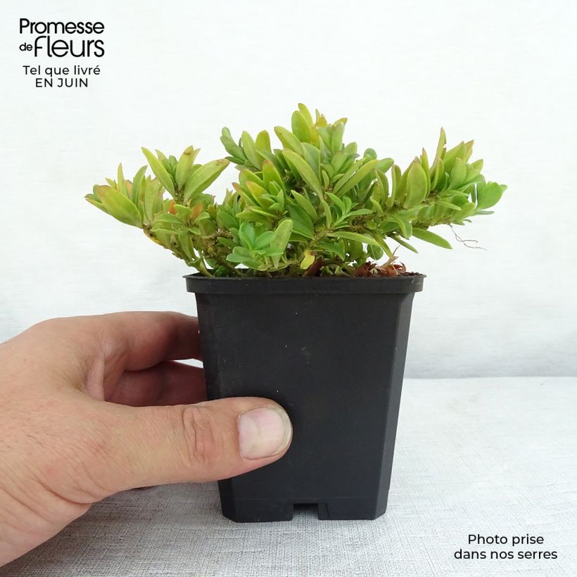 Exemplar von Polygala chamaebuxus Grandiflora - Kreuzblume Kleine Töpfe von 8/9 cm wie im Sommer geliefert