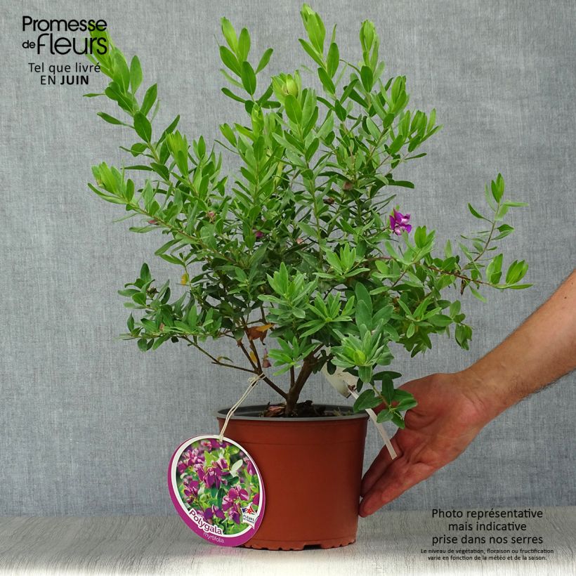 Exemplar von Polygala myrtifolia - Kreuzblume Topf mit 2L/3L wie im Sommer geliefert