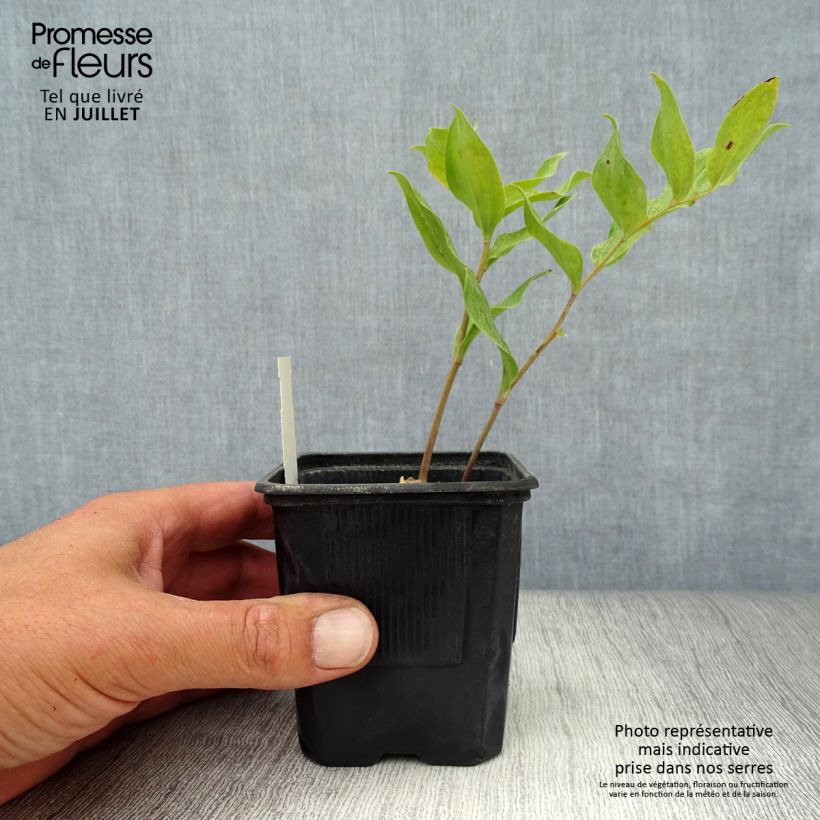 Exemplar von Polygonatum Weihenstephan - Weißwurz Kleine Töpfe von 8/9 cm wie im Sommer geliefert