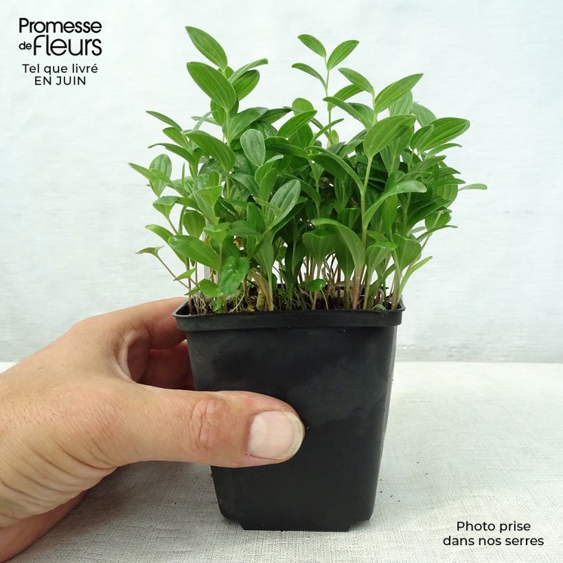 Exemplar von Polygonatum humile - Weißwurz Kleine Töpfe von 8/9 cm wie im Sommer geliefert