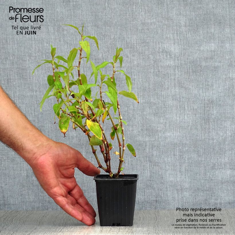 Exemplar von Vietnamesischer Koriander - Polygonum odoratum Kleine Töpfe von 8/9 cm wie im Sommer geliefert
