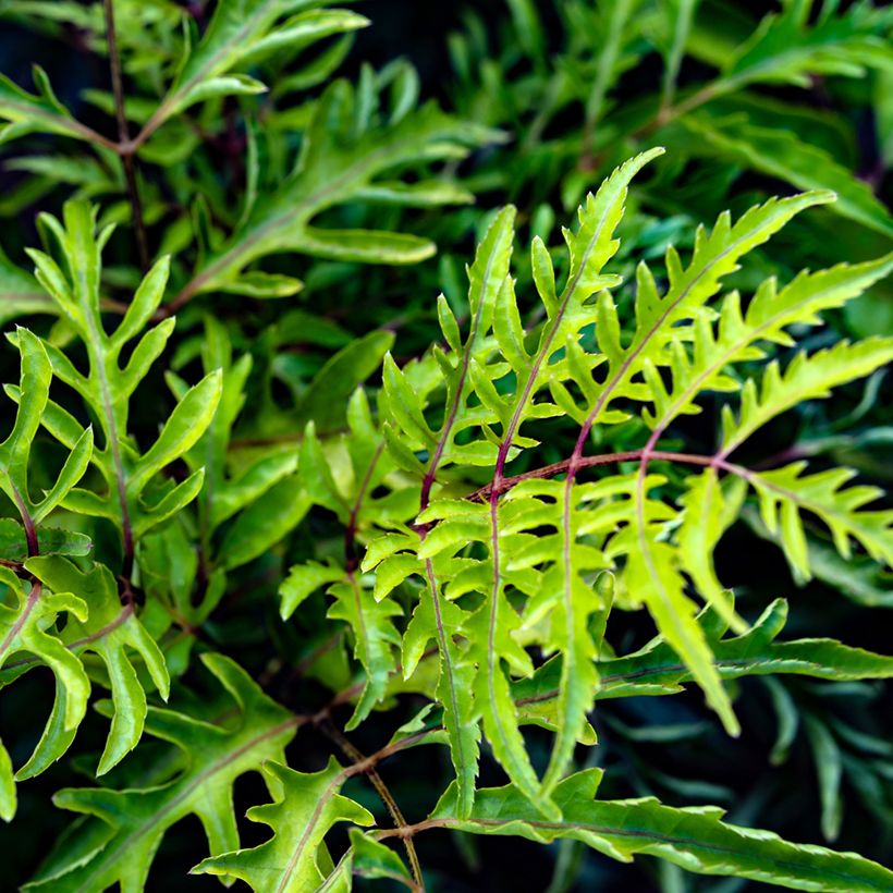 Polyscias filicifolia - Fiederaralie (Laub)