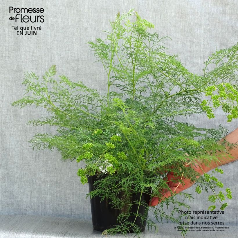 Exemplar von Polyscias sambucifolia - Fiederaralie Topf mit 4L/5L wie im Sommer geliefert
