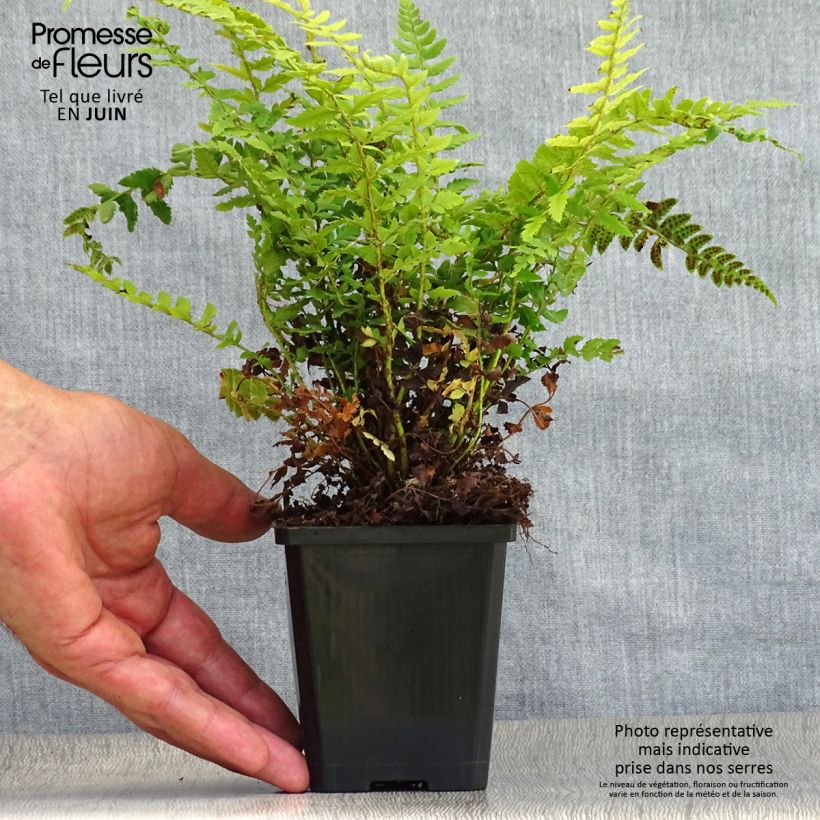Exemplar von Gelappter Schildfarn - Polystichum aculeatum Kleine Töpfe von 8/9 cm wie im Sommer geliefert