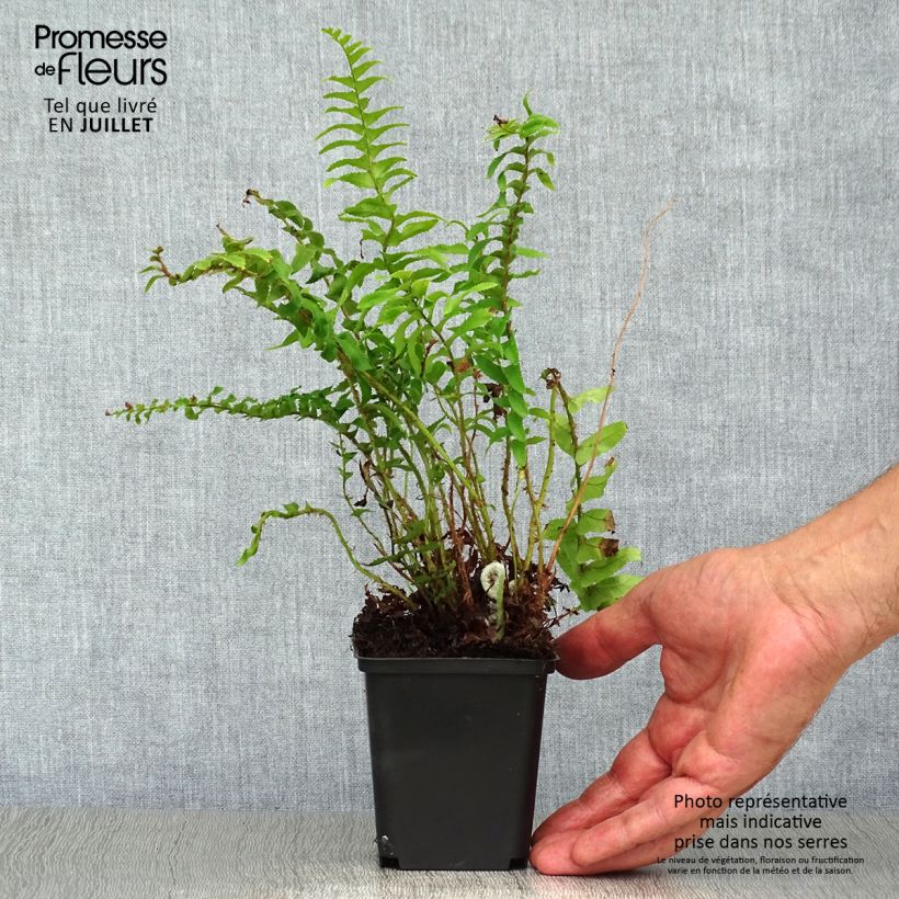 Exemplar von Westamerikanischer Schwertfarn - Polystichum munitum Kleine Töpfe von 8/9 cm wie im Sommer geliefert