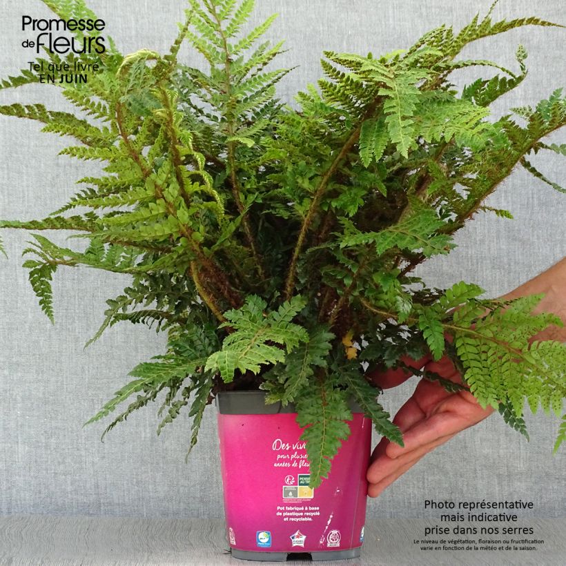 Exemplar von Japanischer Glanzschildfarn - Polystichum polyblepharum Topf mit 2L/3L wie im Sommer geliefert